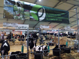 Participação no Concurso Pecuário da Holstein Frísia na EXPOBARCELOS 2015