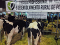 Participação no Concurso Pecuário da Holstein Frísia da Feira Anual da Trofa – 2015
