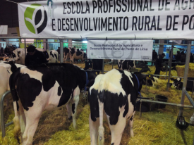 Participao no Concurso Pecurio da Holstein Frsia da Feira Anual da Trofa  2015