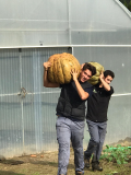 A colheita de abóboras pelos alunos do 2.º A, do Curso Profissional Técnico de Produção Agropecuária
